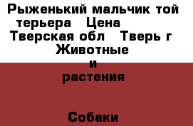 Рыженький мальчик той-терьера › Цена ­ 3 000 - Тверская обл., Тверь г. Животные и растения » Собаки   